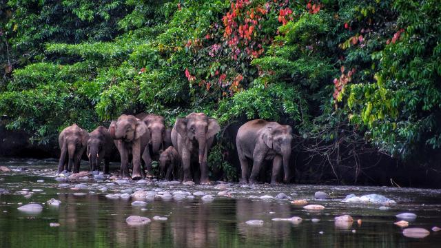 Borneo Pygmy Elephant seen in Danum Valley, Borneo.