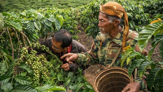 Indonesian coffee farmers. Photo credit: Asian Development Bank.