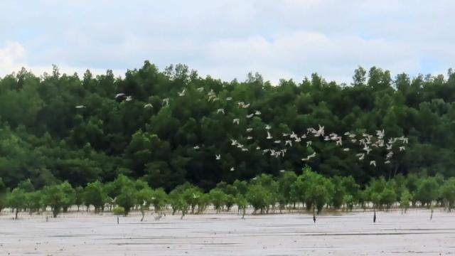 Wetland Nature Reserve in Zamboanga Sibugay province in the Philippines. Photo credit: Asian Development Bank.